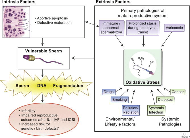 Causes of sperm DNA fragmentation